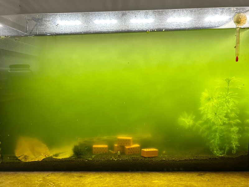 algues flottantes dans l'aquarium