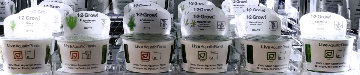 aquariumplanten in vitro