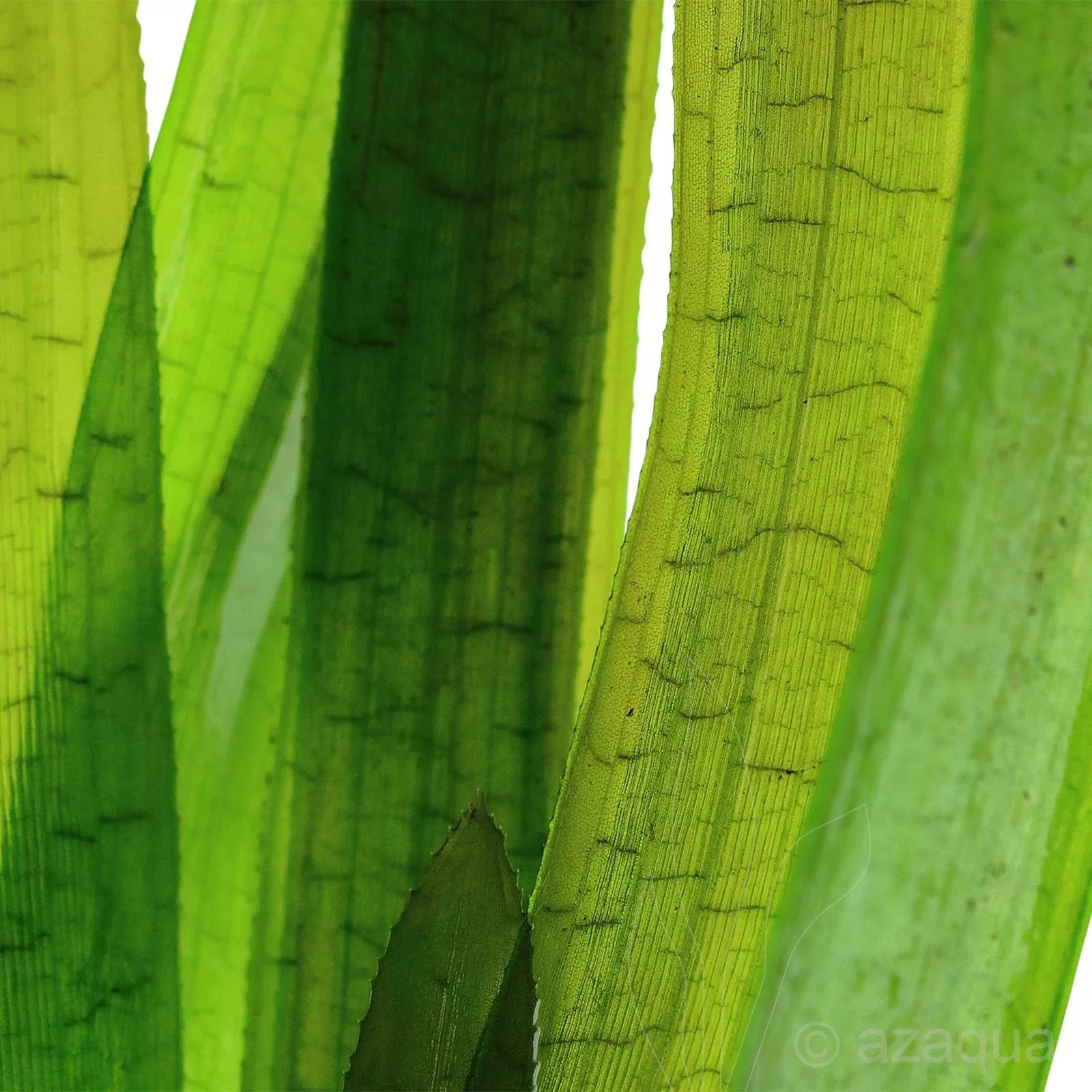 Kino yulduzlari bilan yashirin kamerali jinsiy aloqa Qishki jinsiy aloqa video