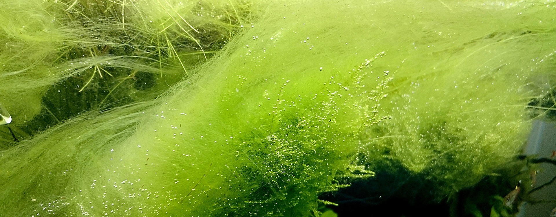 Thread algae in the aquarium, how do you get rid of it?