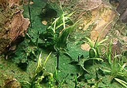 Blue-green algae in the aquarium