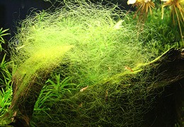 Thread algae in the aquarium, how do you get rid of it?